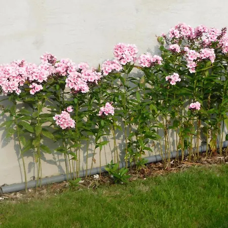 Ferienhaus Vakantiewoning Louis *
